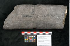 Foto (Objekt + Etikett) von Calamites communis Ettingshausen (NHMW-GEO-2024-0188-10969)